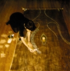 8a521ae2f66fdd68e3dfd06426267200